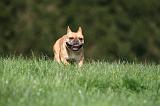 BOULEDOGUE FRANCAIS 990